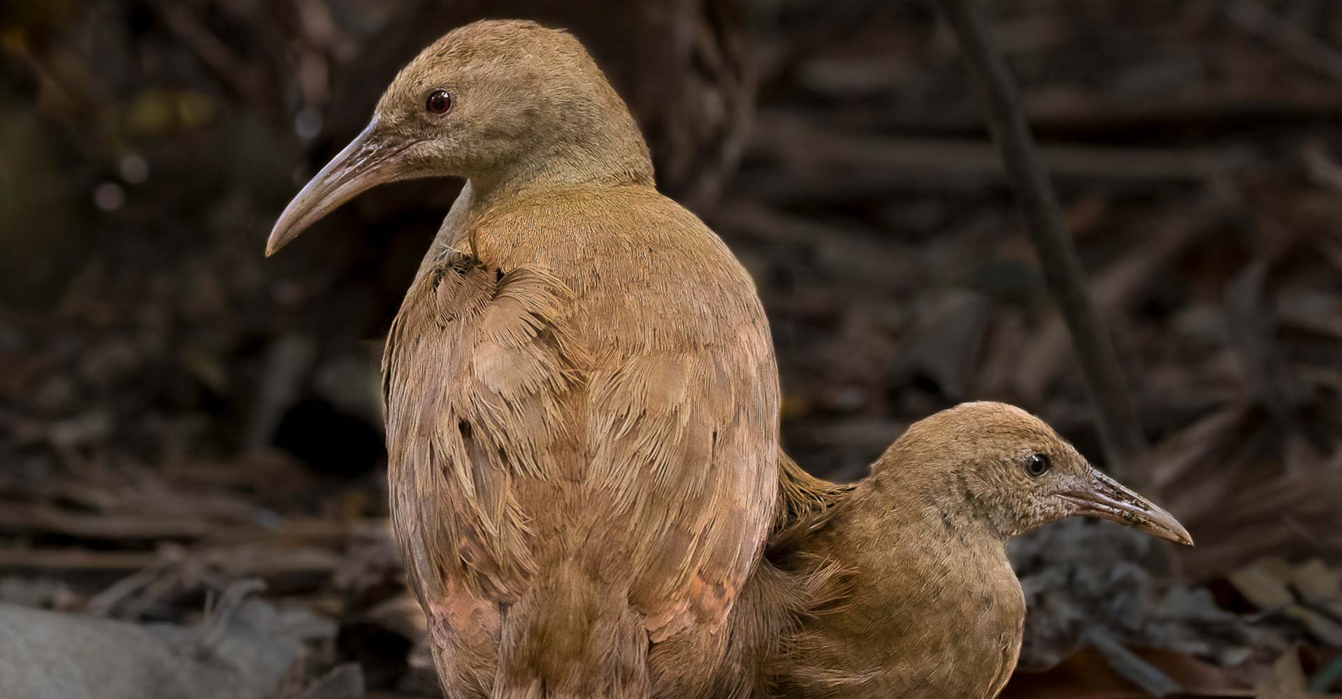 Lord Howe Island - Jack Shick - Woodhen - FAME - Threatened Species Day 2020