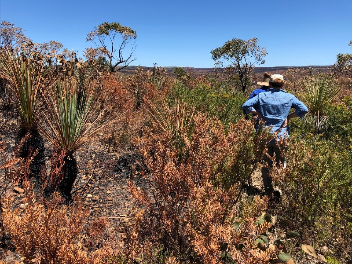 Work continues to save the Kangaroo Island Dunnart from extinction