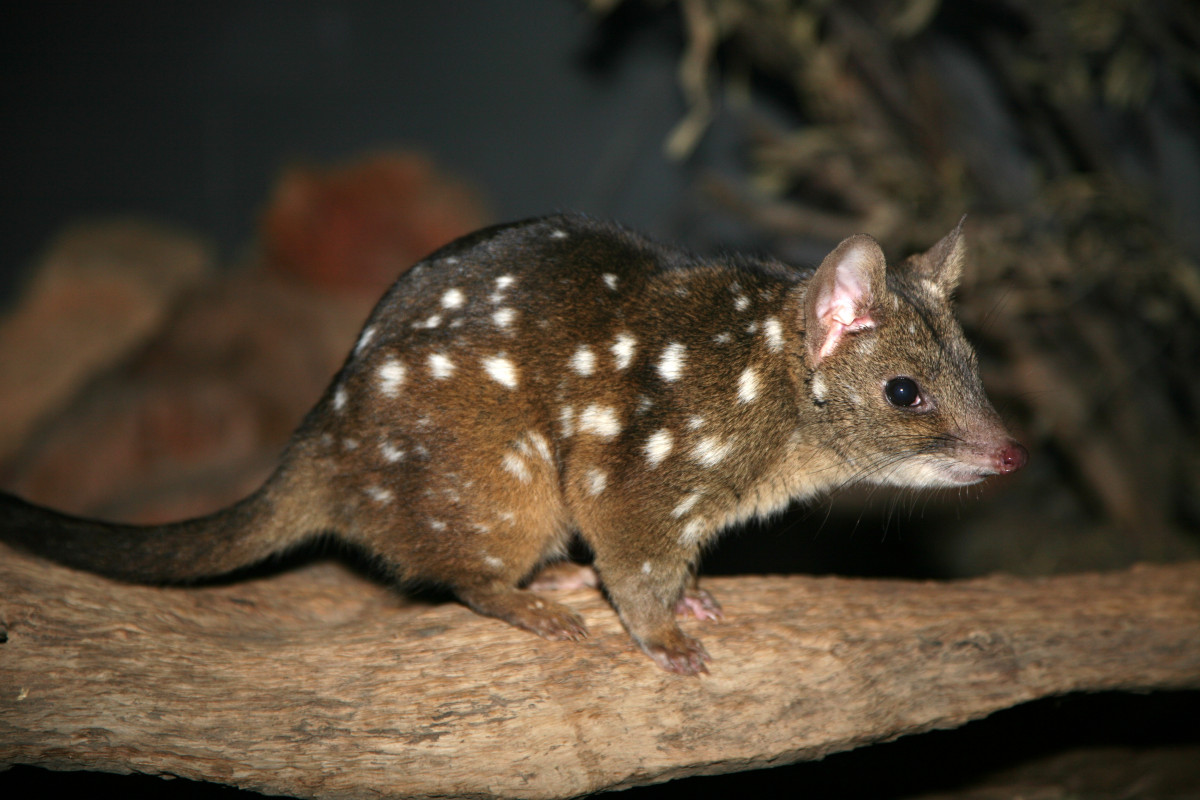 Western Quoll and Brushtail Possum populations survive three-year drought & cat predation in northern Flinders Ranges ‘remarkably well’.
