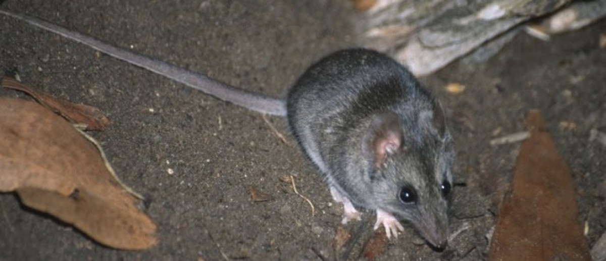 Finding the elusive, endangered Kangaroo Island Dunnarts