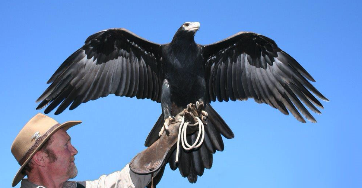 Kangaroo Island’s Raptor Domain holds FAME day