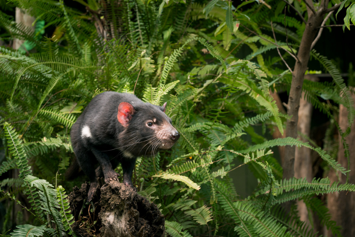 Tasmanian Devil returns to mainland Australia