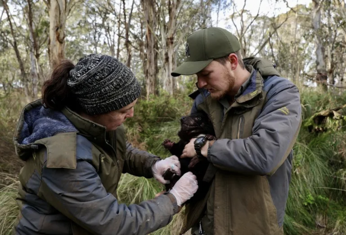 Tasmanian Devils Breeding on Mainland Australia