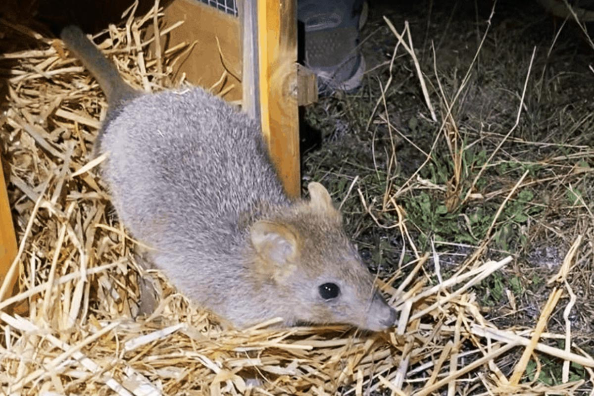 Predator-proof fence ready for the return of the Eastern Bettong