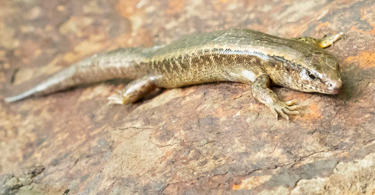 Lord Howe Island: Surveys reveal the status of the LHI Skink and Land Birds