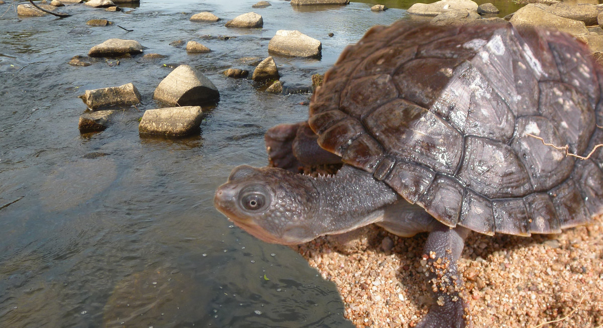 More baby turtles released to the wild