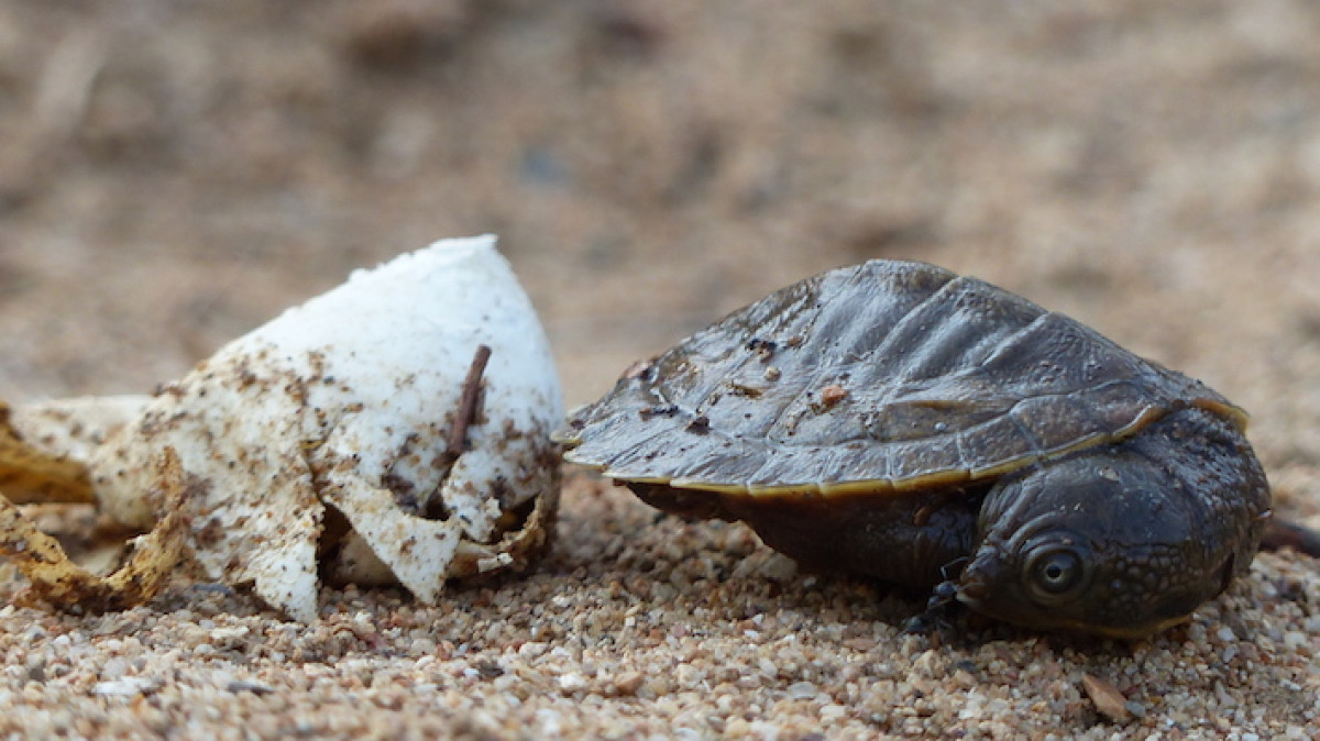 53 Mary River Turtle hatchlings being reared for release.