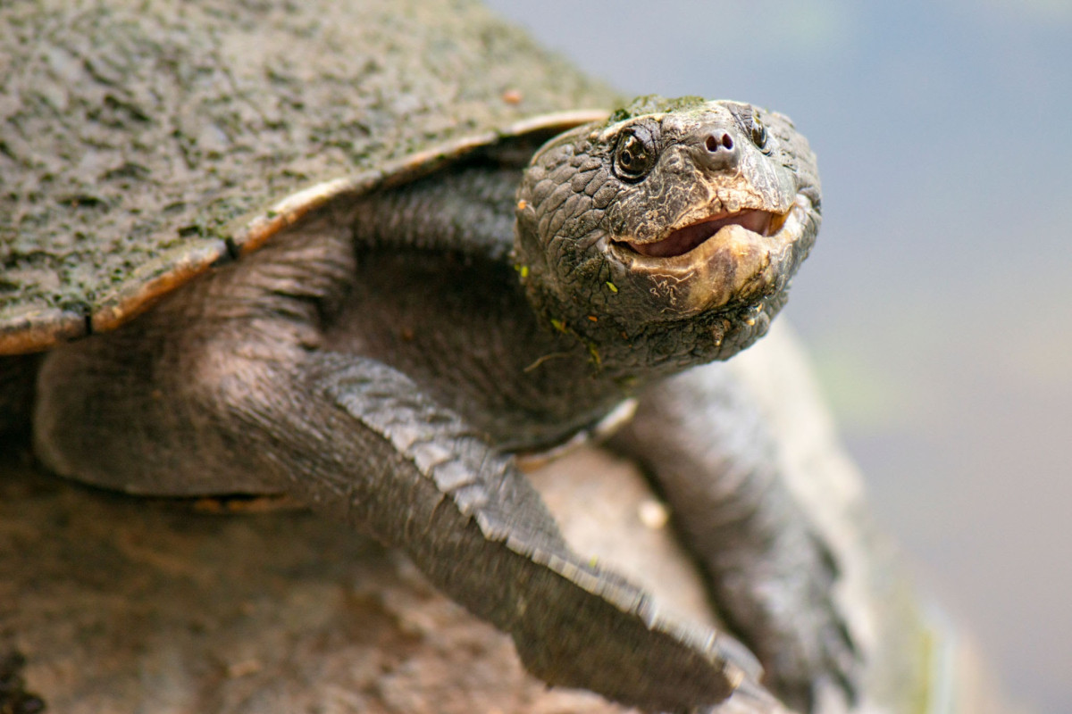 #THREATENEDTHURSDAY: Western Sawshelled Turtle
