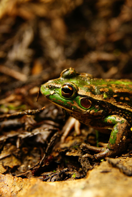 32 Southern Bell Frogs ready for breeding.